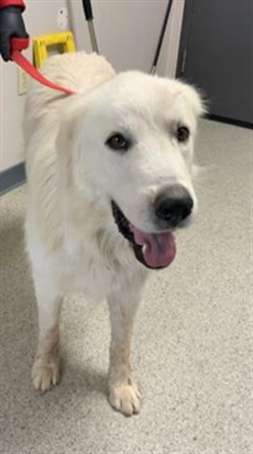 Shelter Stray Male Dog last seen Near BLOCK ROAD 140, VISALIA, Visalia, CA 93292, USA