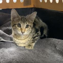 Shelter Stray Female Cat last seen Near BLOCK S WHITNEY VISALIA, Visalia, CA 93292, USA