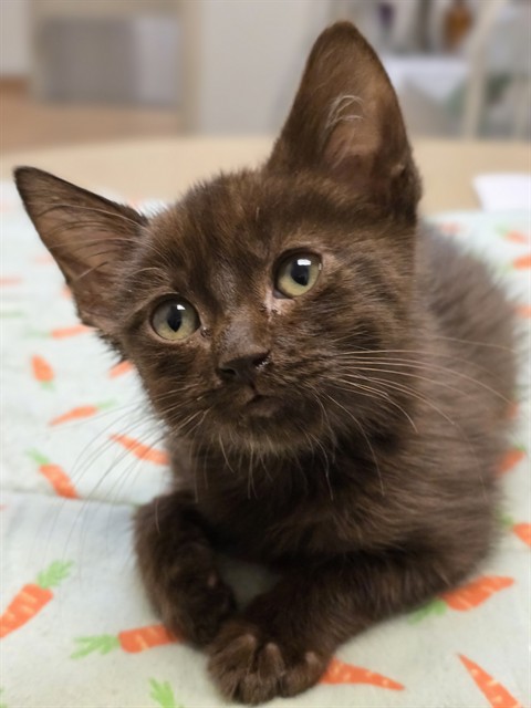 Shelter Stray Male Cat last seen 5OTH ST/STEINER DR, 95652, 3839 Bradshaw Rd, Sacramento, CA 95827, USA