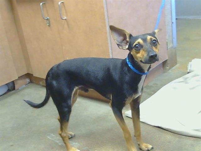 Shelter Stray Male Dog last seen STOCKTON BLVD/65 EXPWY, 95823, 3839 Bradshaw Rd, Sacramento, CA 95827, USA