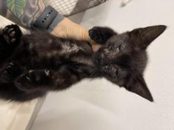Shelter Stray Male Cat last seen LUCKY'S/SANTA CLARA, 16 Barnes Ct, Hayward, CA 94544, USA