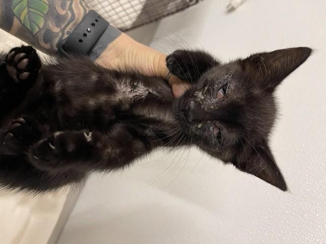 Shelter Stray Male Cat last seen LUCKY'S/SANTA CLARA, 16 Barnes Ct, Hayward, CA 94544, USA