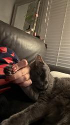 Reunited Female Cat last seen N River Parkway , Roberts Dr., Sandy Springs, GA 30350