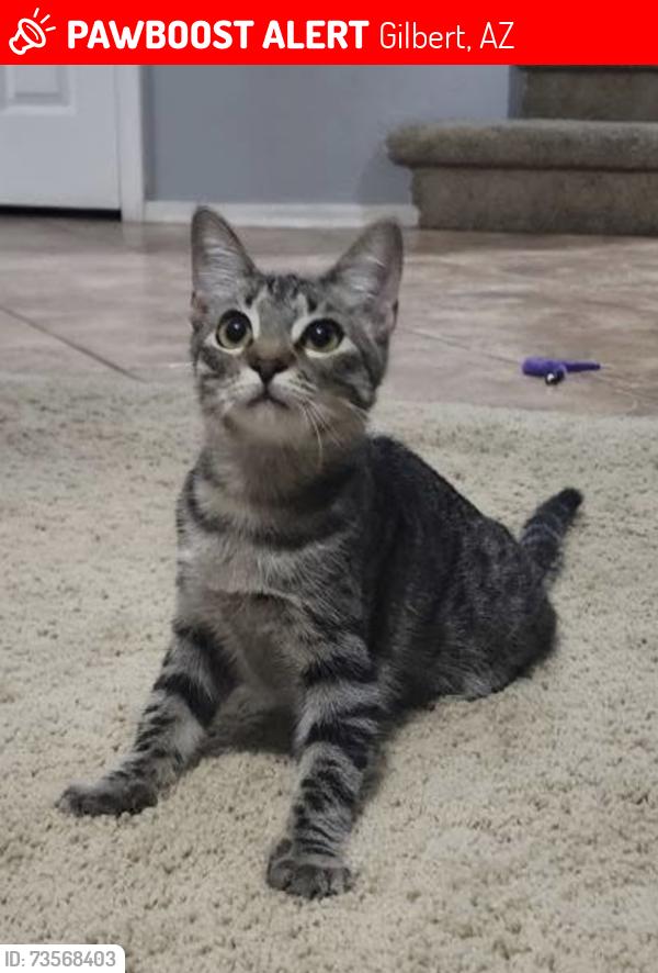Lost Male Cat last seen N Beebe & Elliot Rd, Gilbert, AZ 85234