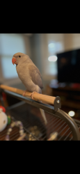 Lost Female Bird last seen Don Juan’s, Lexington, NC 27292