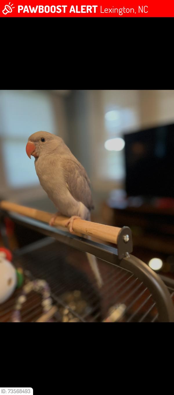 Lost Female Bird last seen Don Juan’s, Lexington, NC 27292