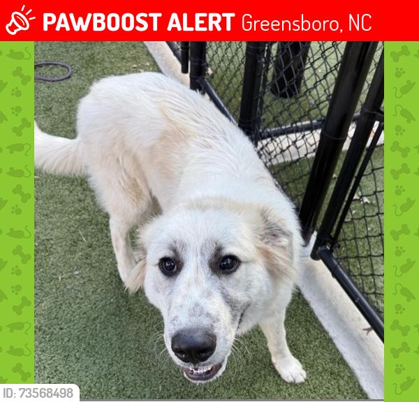 Lost Male Dog last seen McConnell Rd, Greensboro, NC 27401
