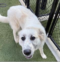 Lost Male Dog last seen McConnell Rd, Greensboro, NC 27401