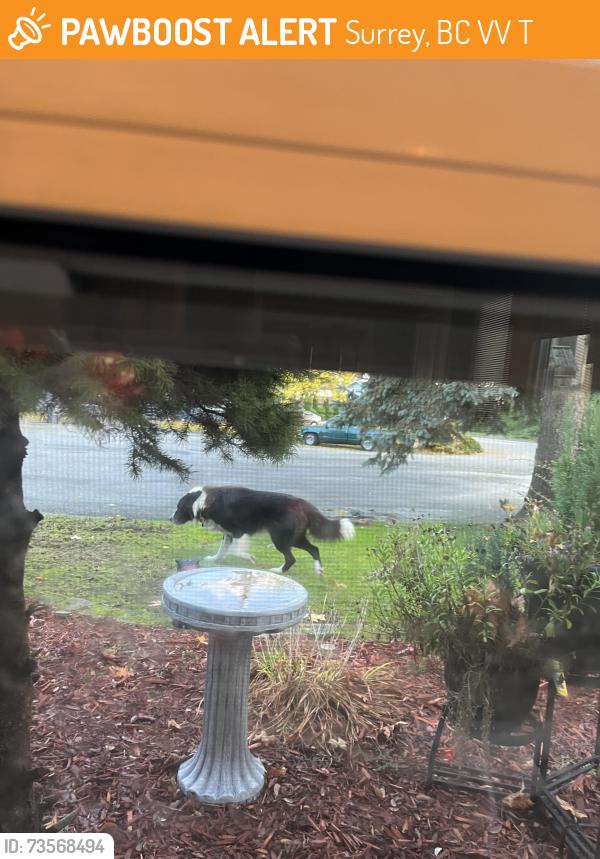 Found/Stray Unknown Dog last seen 92nd and 132b street, Surrey, BC V3V 7T9
