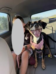 Lost Female Dog last seen Shields and 59th st. Spotted near the sonic, Oklahoma City, OK 73109
