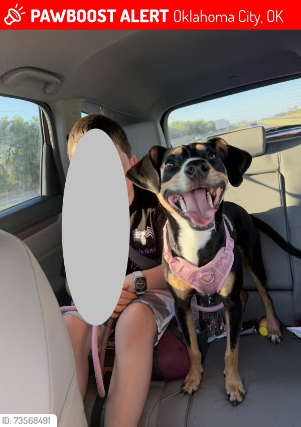 Lost Female Dog last seen Shields and 59th st. Spotted near the sonic, Oklahoma City, OK 73109
