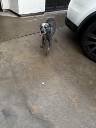 Found/Stray Female Dog last seen by AMPM, sylvan avenue and by Enoch’s Highschool, Modesto, CA 95355