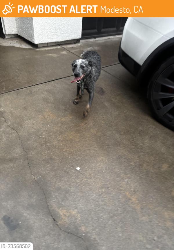 Found/Stray Female Dog last seen by AMPM, sylvan avenue and by Enoch’s Highschool, Modesto, CA 95355