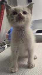 Shelter Stray Female Cat last seen Clovis and Dakota, Fresno Zone Fresno CO 2 93727, CA, 1510 W Dan Ronquillo Dr, Fresno, CA 93706, USA