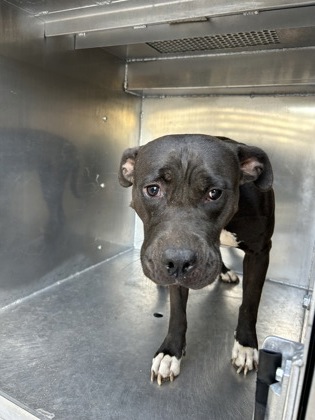 Shelter Stray Female Dog last seen Near OTTAWA WAY 12303, North District,, 355 Hillshire Dr, Haslet, TX 76052, USA