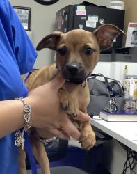 Shelter Stray Male Dog last seen Near W 3rd St, Central District, TX, 355 Hillshire Dr, Haslet, TX 76052, USA