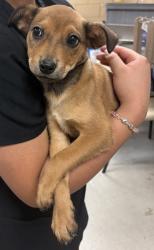 Shelter Stray Female Dog last seen HOME DEPOT - TOWNE CENTRE, 75150, TX, 1650 Gross Rd, Mesquite, TX 75149, USA
