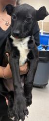 Shelter Stray Female Dog last seen HOME DEPOT - TOWNE CENTRE, 75150, TX, 1650 Gross Rd, Mesquite, TX 75149, USA