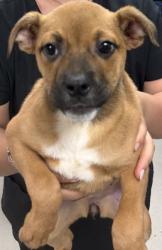 Shelter Stray Female Dog last seen HOME DEPOT - TOWNE CENTRE, 75150, TX, 1650 Gross Rd, Mesquite, TX 75149, USA