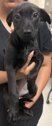 Shelter Stray Female Dog last seen HOME DEPOT - TOWNE CENTRE, 75150, TX, 1650 Gross Rd, Mesquite, TX 75149, USA