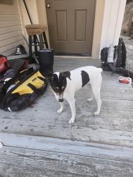 Found/Stray Female Dog last seen Willow Springs road and Oak Glen, Coyote Creek, CA 95037
