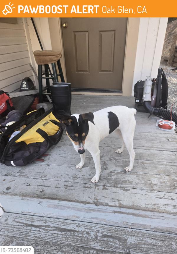 Found/Stray Female Dog last seen Willow Springs road and Oak Glen, Coyote Creek, CA 95037