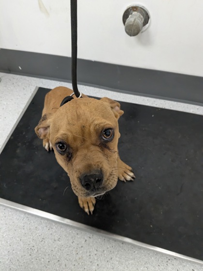 Shelter Stray Female Dog last seen Near E 20th St, Oakland,, 1101 29th Ave, Oakland, CA 94601, USA