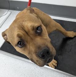 Shelter Stray Male Dog last seen Near E 20th St, Oakland,, 1101 29th Ave, Oakland, CA 94601, USA