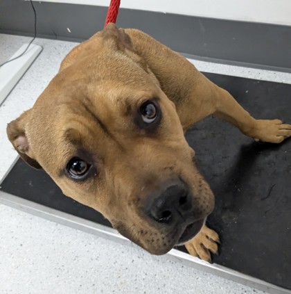 Shelter Stray Male Dog last seen Near E 20th St, Oakland,, 1101 29th Ave, Oakland, CA 94601, USA