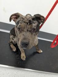 Shelter Stray Female Dog last seen Near E 20th St, Oakland,, 1101 29th Ave, Oakland, CA 94601, USA