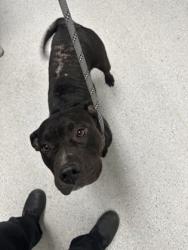 Shelter Stray Female Dog last seen 105th av & Royal Av, Oakland,, 1101 29th Ave, Oakland, CA 94601, USA