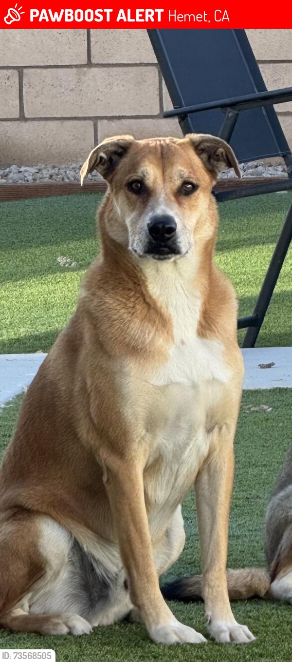 Lost Male Dog last seen Old canyon dr, hemet, Hemet, CA 92545