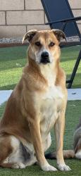 Lost Male Dog last seen Old canyon dr, hemet, Hemet, CA 92545