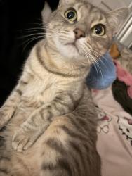 Reunited Female Cat last seen Cambridge st, Worcester, MA 01603