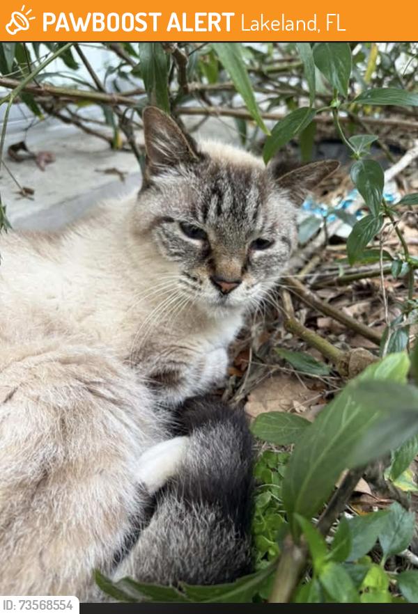 Found/Stray Male Cat last seen Near Bon, Lakeland, FL 33805