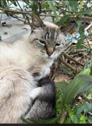 Found/Stray Male Cat last seen Near Bon, Lakeland, FL 33805