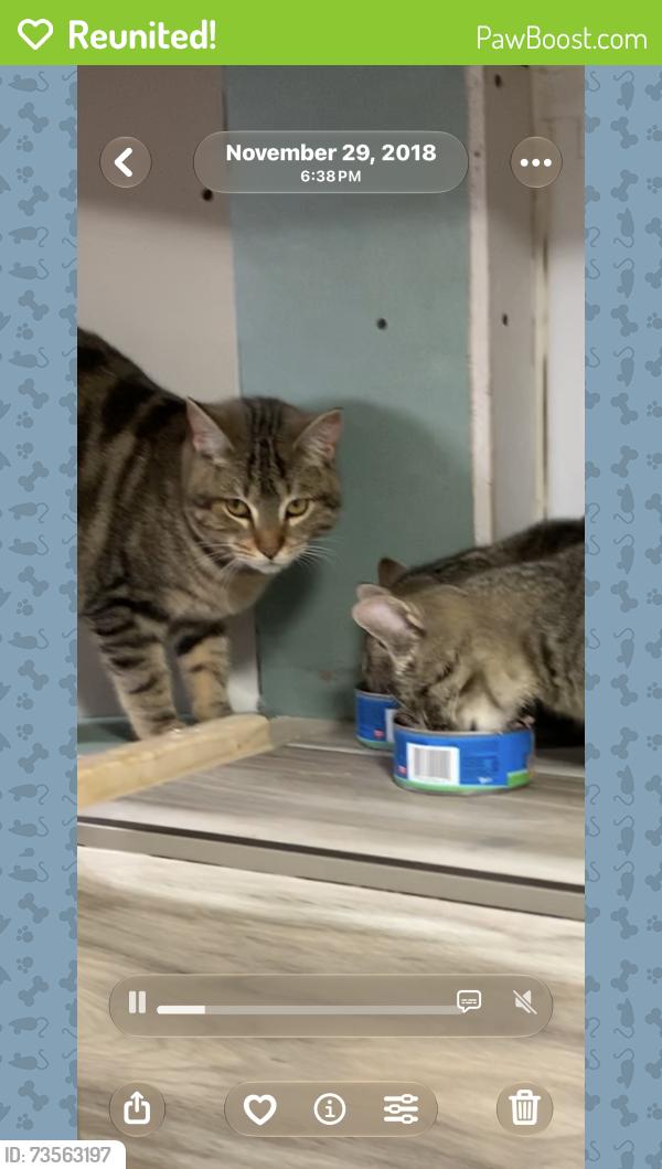Reunited Female Cat last seen William street valley stream my 11580, Valley Stream, NY 11580