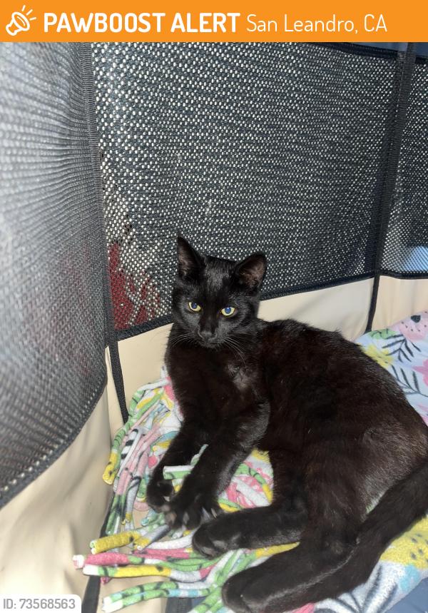 Found/Stray Unknown Cat last seen Beecher St, San Leandro, CA 94577