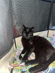 Found/Stray Unknown Cat last seen Beecher St, San Leandro, CA 94577