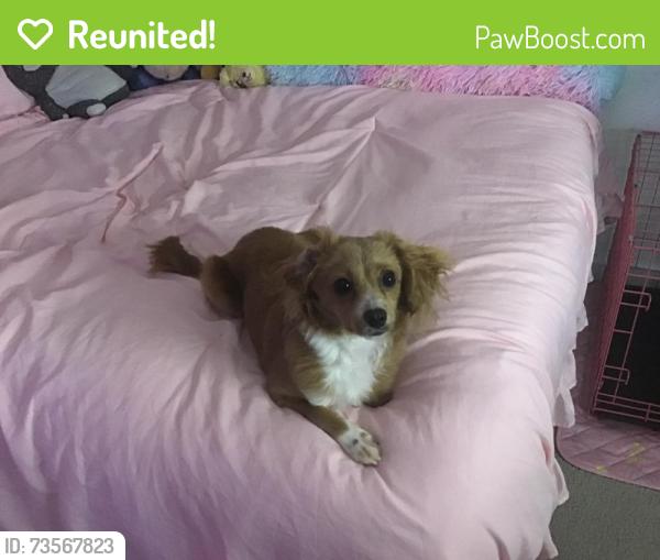 Reunited Female Dog last seen Near Cheshire Dr, Patterson, CA 95363, USA, Patterson, CA 95363
