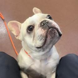 Shelter Stray Male Dog last seen Near Mac Arthur, SAN LEANDRO, CA, 94577, 8323 Baldwin St, Oakland, CA 94621, USA