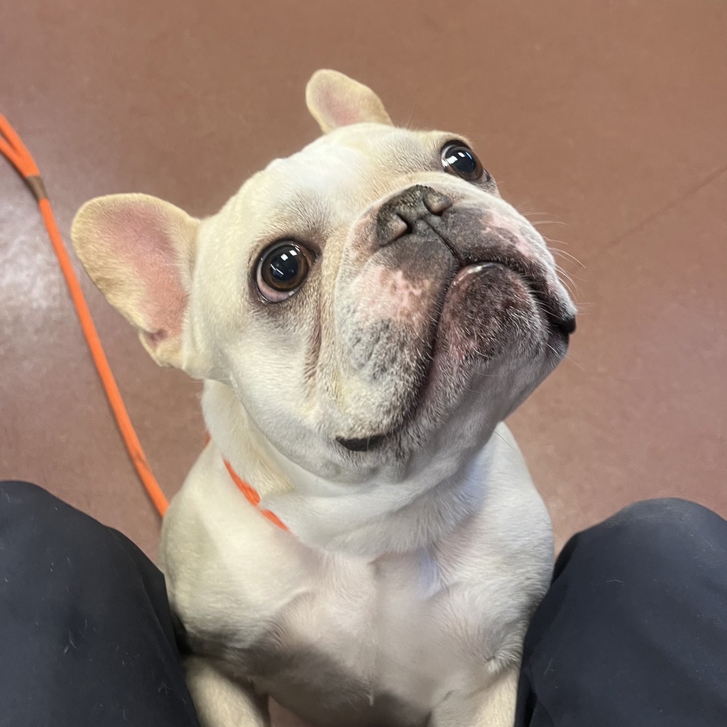 Shelter Stray Male Dog last seen Near Mac Arthur, SAN LEANDRO, CA, 94577, 8323 Baldwin St, Oakland, CA 94621, USA