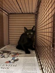 Shelter Stray Unknown Cat last seen Near W Ben White Boulevard, AUSTIN, TX, 78704, 7201 Levander Loop bldg a, Austin, TX 78702, USA