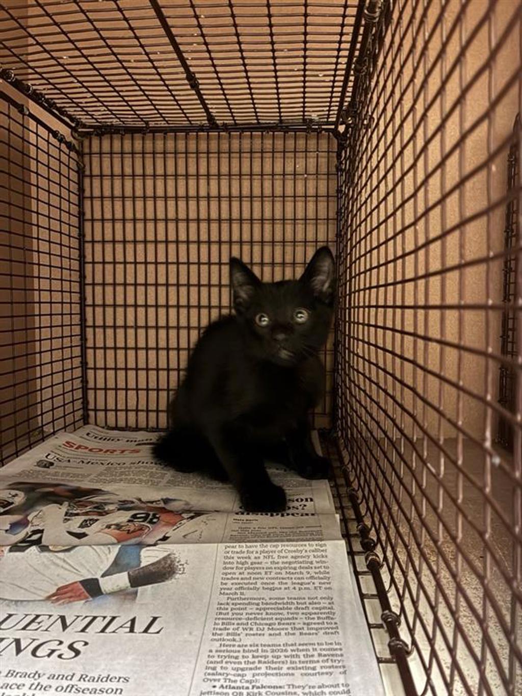 Shelter Stray Unknown Cat last seen Near W Ben White Boulevard, AUSTIN, TX, 78704, 7201 Levander Loop bldg a, Austin, TX 78702, USA