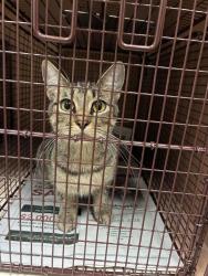 Shelter Stray Unknown Cat last seen Near W Ben White Boulevard, AUSTIN, TX, 78704, 7201 Levander Loop bldg a, Austin, TX 78702, USA