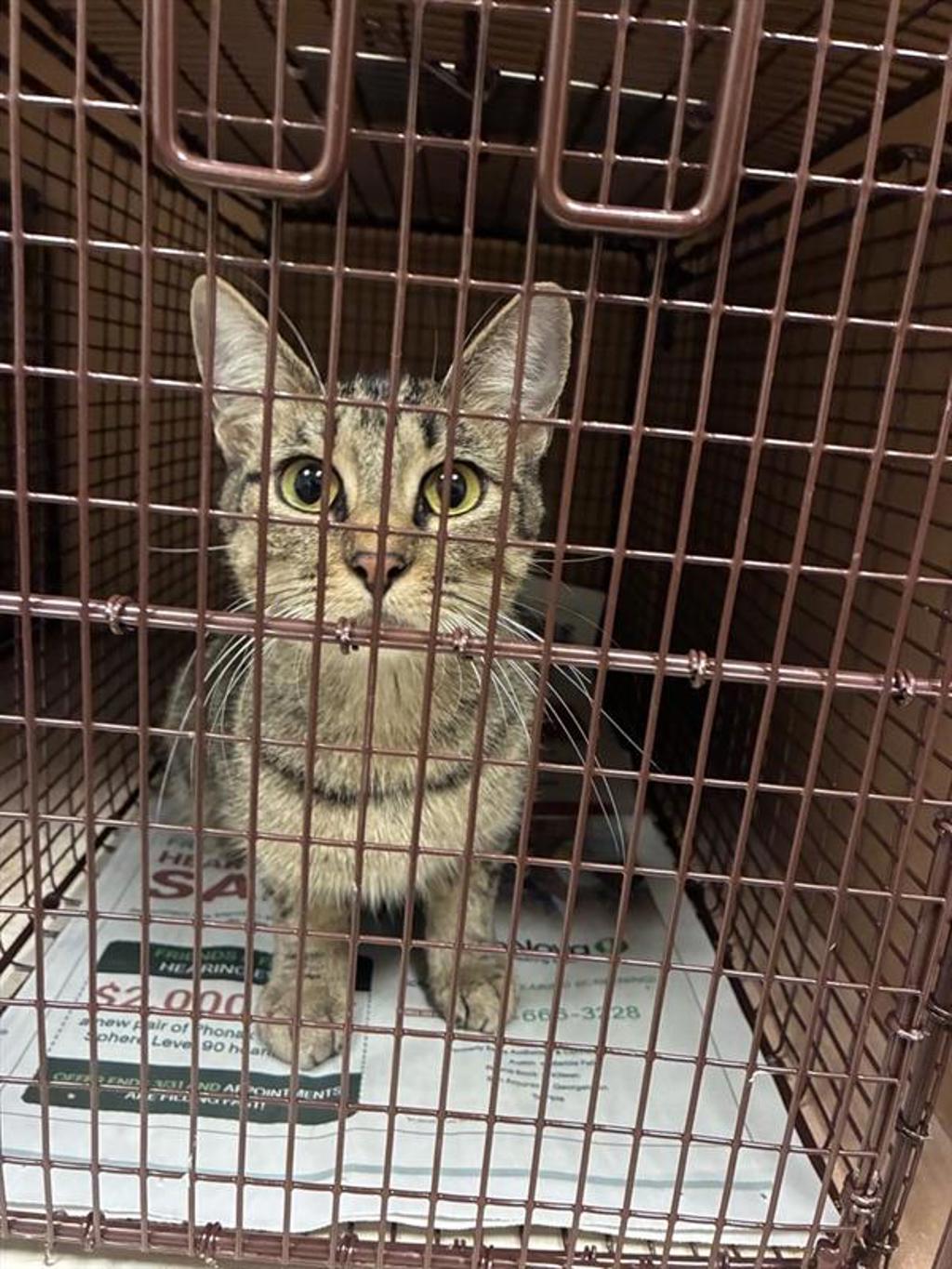 Shelter Stray Unknown Cat last seen Near W Ben White Boulevard, AUSTIN, TX, 78704, 7201 Levander Loop bldg a, Austin, TX 78702, USA