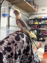 Lost Unknown Bird last seen Imperial Oaks neighborhood, Spring TX 77385, Montgomery County, TX 77386