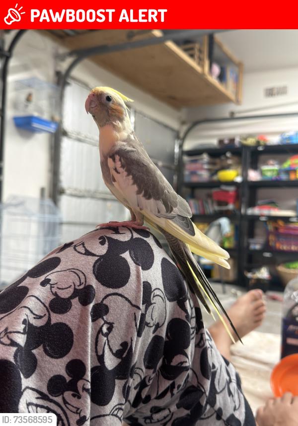 Lost Unknown Bird last seen Imperial Oaks neighborhood, Spring TX 77385, Montgomery County, TX 77386
