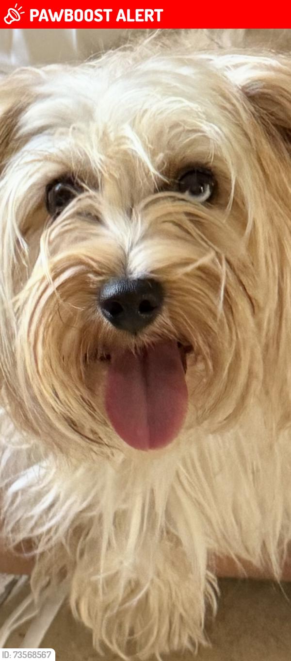 Lost Female Dog last seen Running Creek Lane, Rancho Cucamonga, CA 91737