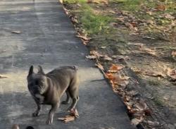Reunited Male Dog last seen La verde park, Union City, CA 94587